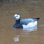 Barnacle goose