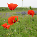 poppies at barns ness